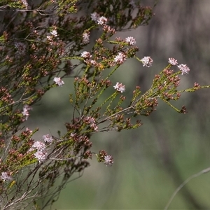 Calytrix tetragona at Latham, ACT - 24 Oct 2024