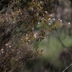 Calytrix tetragona at Latham, ACT - 24 Oct 2024