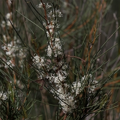 Hakea microcarpa (Small-fruit Hakea) at Latham, ACT - 24 Oct 2024 by AlisonMilton