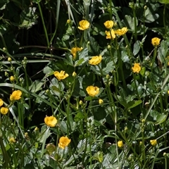 Ranunculus repens (Creeping Buttercup) at Macgregor, ACT - 24 Oct 2024 by AlisonMilton