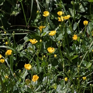 Ranunculus repens at Macgregor, ACT - 24 Oct 2024 10:18 AM