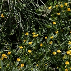 Ranunculus repens at Macgregor, ACT - 24 Oct 2024 10:18 AM