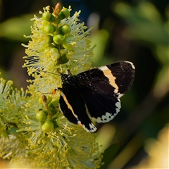 Eutrichopidia latinus (Yellow-banded Day-moth) at Harrison, ACT - 3 Nov 2024 by DPRees125