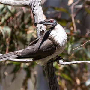 Philemon corniculatus at Latham, ACT - 24 Oct 2024