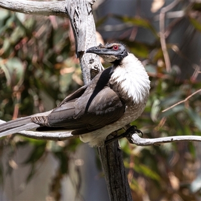 Philemon corniculatus (Noisy Friarbird) at Latham, ACT - 24 Oct 2024 by AlisonMilton