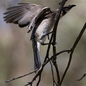 Philemon corniculatus at Latham, ACT - 24 Oct 2024