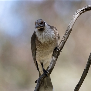 Philemon corniculatus at Latham, ACT - 24 Oct 2024