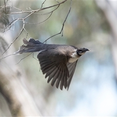 Philemon corniculatus at Latham, ACT - 24 Oct 2024