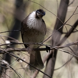 Philemon corniculatus at Latham, ACT - 24 Oct 2024