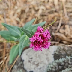 Centranthus ruber (Red Valerian, Kiss-me-quick, Jupiter's Beard) at Isaacs, ACT - 4 Nov 2024 by Mike