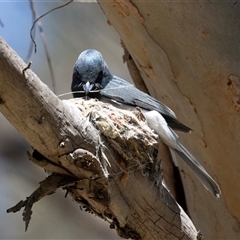 Myiagra rubecula (Leaden Flycatcher) at Latham, ACT - 24 Oct 2024 by AlisonMilton