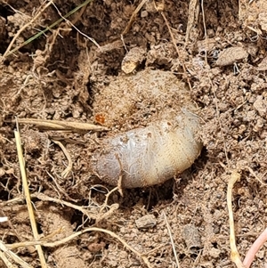 Scarabaeidae (family) at Isaacs, ACT - 5 Nov 2024