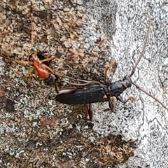 Oebarina ceresioides at Isaacs, ACT - 5 Nov 2024