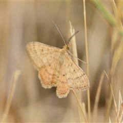 Scopula rubraria (Reddish Wave, Plantain Moth) at Dunlop, ACT - 4 Nov 2024 by Thurstan