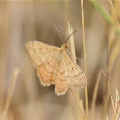 Scopula rubraria (Reddish Wave, Plantain Moth) at Dunlop, ACT - 5 Nov 2024 by Thurstan