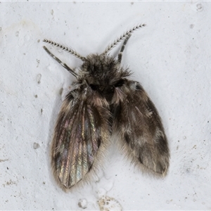 Psychodidae sp. (family) at Melba, ACT - 3 Nov 2024