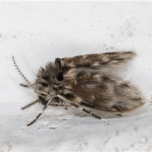 Psychodidae sp. (family) at Melba, ACT - 3 Nov 2024 09:21 PM