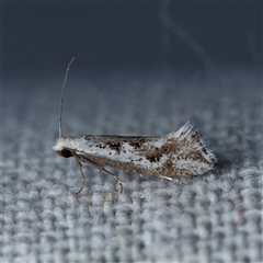 Dascia sagittifera (A Stem Borer moth (Lyonetiidae)) at Harrison, ACT - 4 Nov 2024 by DPRees125