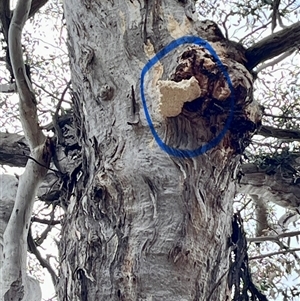 Laetiporus portentosus at Denman Prospect, ACT - 5 Nov 2024 10:37 AM