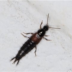 Staphylinidae (family) (Rove beetle) at Melba, ACT - 3 Nov 2024 by kasiaaus