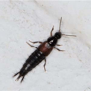 Staphylinidae (family) at Melba, ACT - 3 Nov 2024