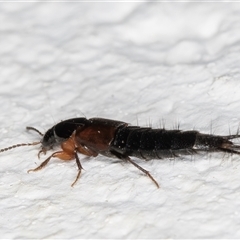 Staphylinidae (family) at Melba, ACT - 3 Nov 2024