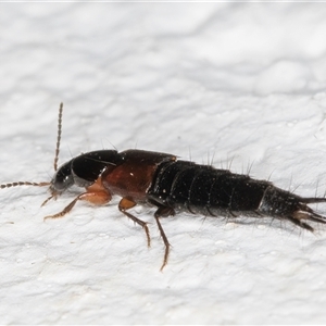 Staphylinidae (family) at Melba, ACT - 3 Nov 2024