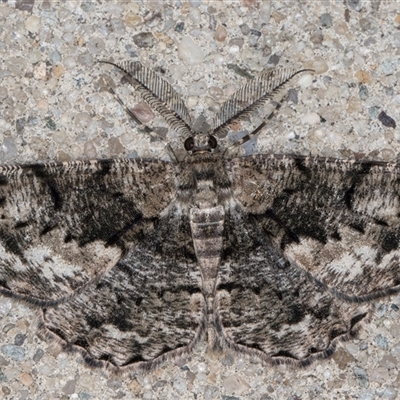 Unplaced externaria (Mahogany Bark Moth (formerly Hypomecis externaria)) at Melba, ACT - 3 Nov 2024 by kasiaaus