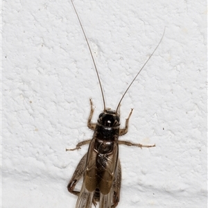 Gryllidae (family) at Melba, ACT - 3 Nov 2024 09:39 PM