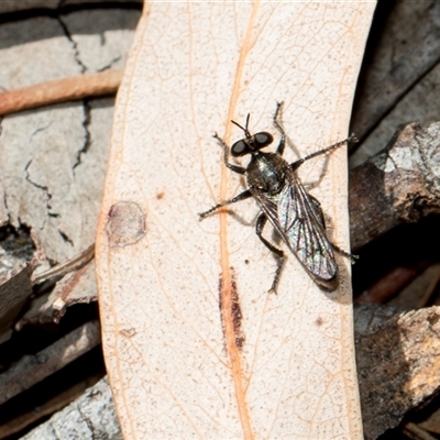 Bromotheres australis (A robber fly) at Bruce, ACT - 15 Oct 2024 by AlisonMilton