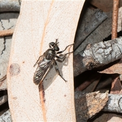 Bromotheres australis at Bruce, ACT - 16 Oct 2024