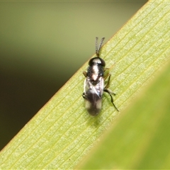 Unidentified Insect at Bruce, ACT - 15 Oct 2024 by AlisonMilton