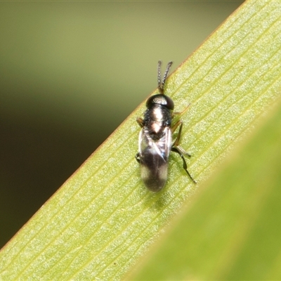 Unidentified Insect at Bruce, ACT - 15 Oct 2024 by AlisonMilton