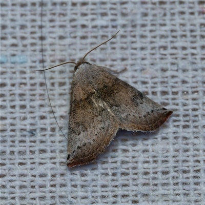 Mataeomera mesotaenia (Large Scale Moth) at Harrison, ACT - 4 Nov 2024 by DPRees125