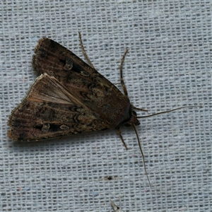 Agrotis infusa at Harrison, ACT - 4 Nov 2024