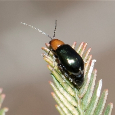 Adoxia benallae (Leaf beetle) at Bruce, ACT - 15 Oct 2024 by AlisonMilton