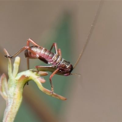 Torbia viridissima (Gum Leaf Katydid) at Bruce, ACT - 16 Oct 2024 by AlisonMilton