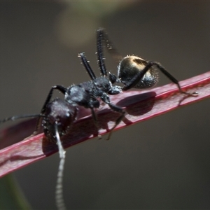 Camponotus aeneopilosus at Bruce, ACT - 16 Oct 2024