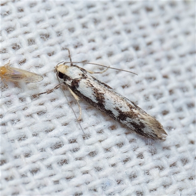 Eusemocosma pruinosa (Philobota Group Concealer Moth) at Harrison, ACT - 3 Nov 2024 by DPRees125