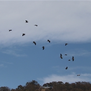 Egretta novaehollandiae at Bungendore, NSW - 3 Nov 2024 10:50 AM