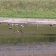 Egretta novaehollandiae at Bungendore, NSW - 3 Nov 2024