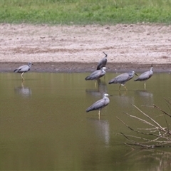 Egretta novaehollandiae at Bungendore, NSW - 3 Nov 2024 10:50 AM