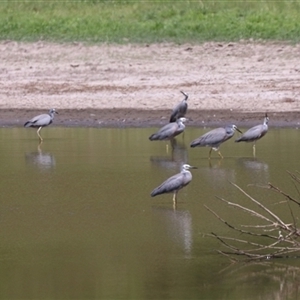 Egretta novaehollandiae at Bungendore, NSW - 3 Nov 2024 10:50 AM