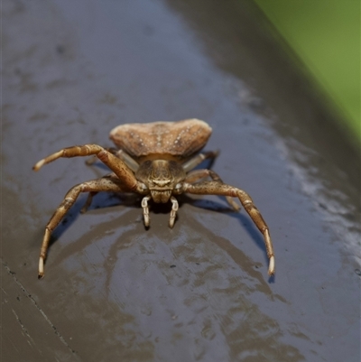 Thomisus sp. (genus) at Acton, ACT - 11 Oct 2024 by amiessmacro