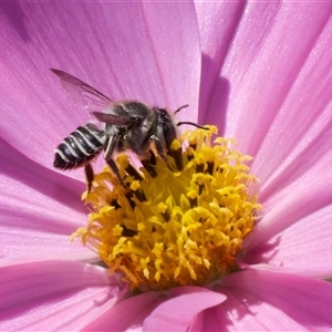 Megachile (Eutricharaea) sp. (genus & subgenus) at Murrumbateman, NSW - suppressed