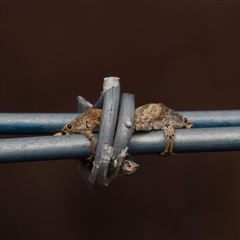 Gonipterus sp. (genus) (Eucalyptus Weevil) at Murrumbateman, NSW - 12 Oct 2024 by amiessmacro