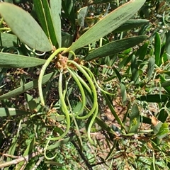 Acacia longifolia subsp. sophorae (Coast Wattle) at Bakers Beach, TAS - 5 Nov 2024 by LyndalT