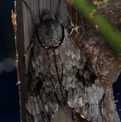 Psilogramma casuarinae (Privet Hawk Moth) at Murrumbateman, NSW - 26 Mar 2024 by amiessmacro