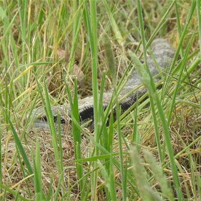 Tiliqua scincoides scincoides (Eastern Blue-tongue) at Kambah, ACT - 5 Nov 2024 by LinePerrins