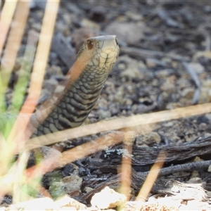 Pseudonaja textilis at Kambah, ACT - 5 Nov 2024 01:27 PM